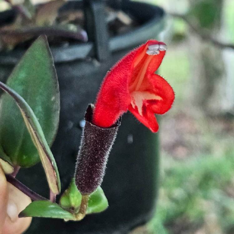 Plant image Aeschynanthus radicans syn. Aeschynanthus lobbianus