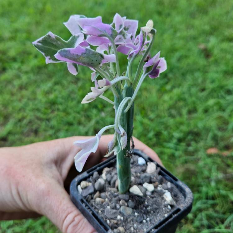 Plant image Senecio Articulatus Variegatus