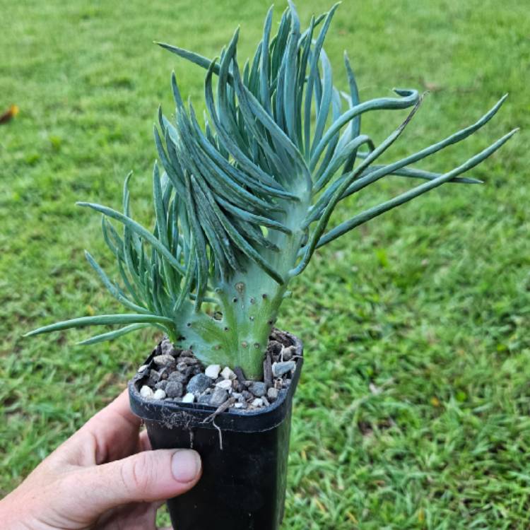 Plant image Curio talinoides Var. mandraliscae

Crested