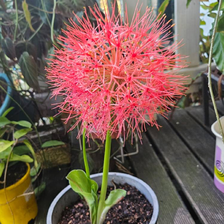 Plant image Scadoxus multiflorus syn. Haemanthus multiflorus