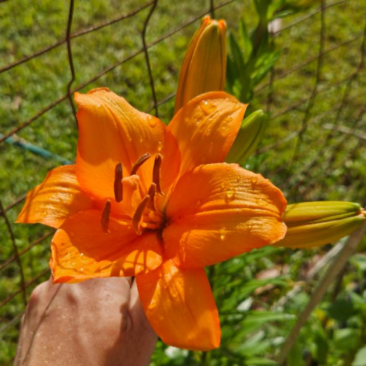 Plant image Lilium 'Tresor' syn. Lilium 'Tangerine Dream'