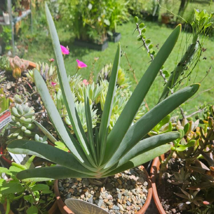 Plant image Aloe Plicatilis