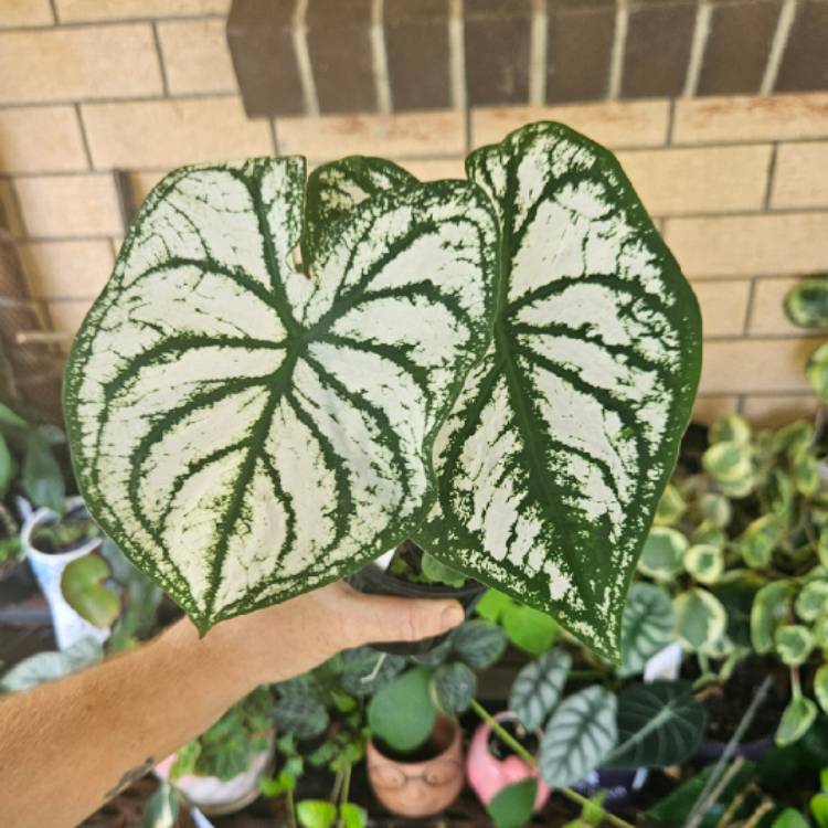 Plant image Caladium 'White Christmas'