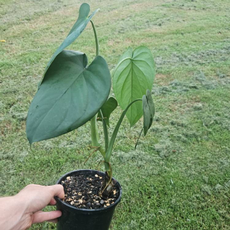 Plant image Syngonium Chiapense 