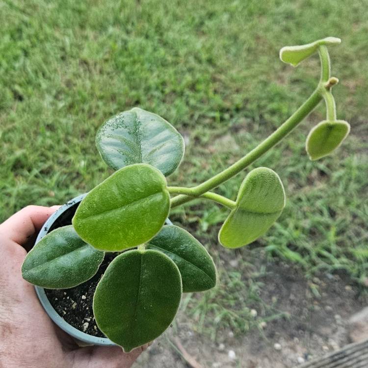 Plant image Hoya Ciliata