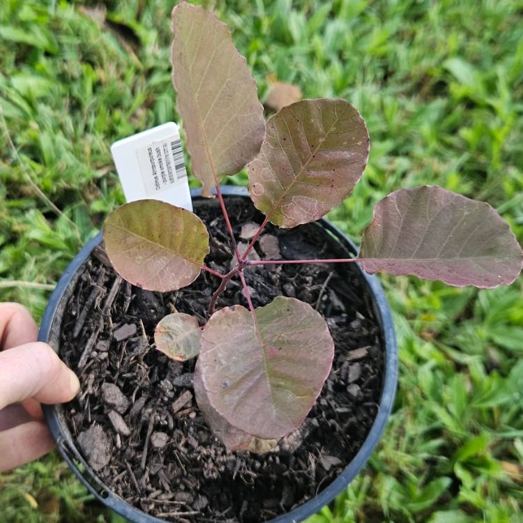 Plant image Cotinus Coggygria