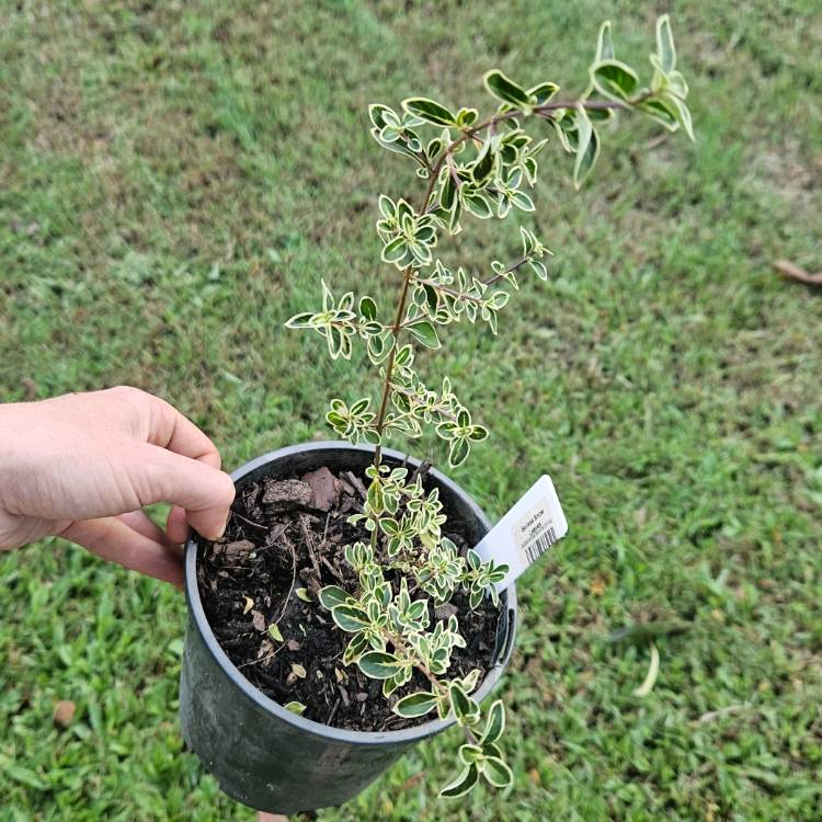 Plant image Serissa japonica (formerly Serissa foetida) var. 'Snowleaves'