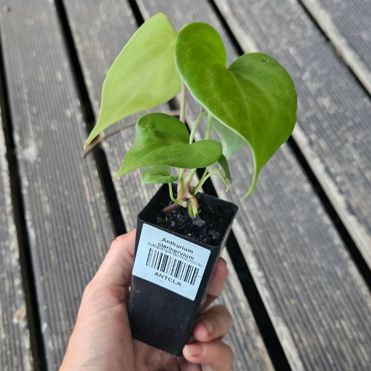 Plant image Anthurium clarinervium