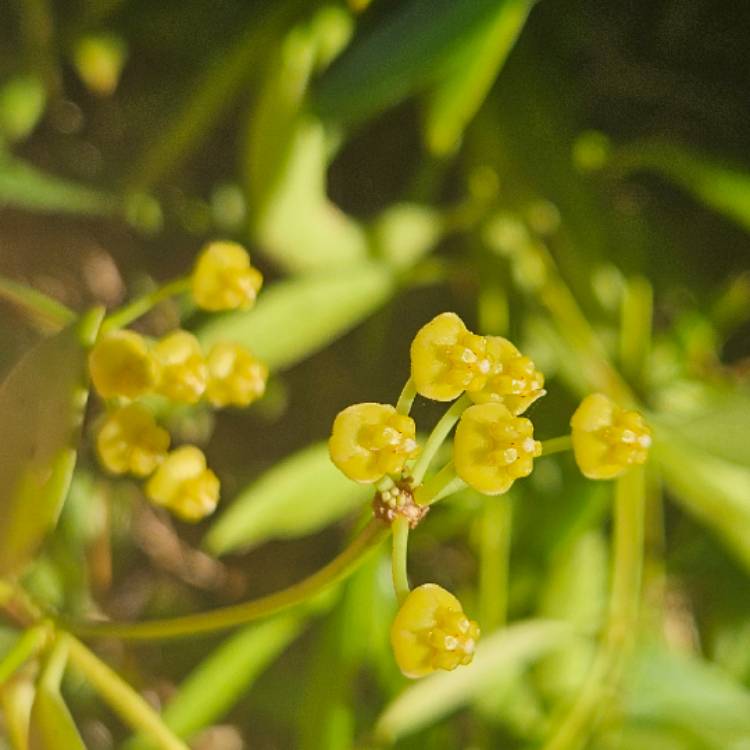 Plant image Hoya bilobata syn. Hoya tsangii