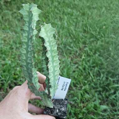 Euphorbia Pseudocactus 'Zig-zag'