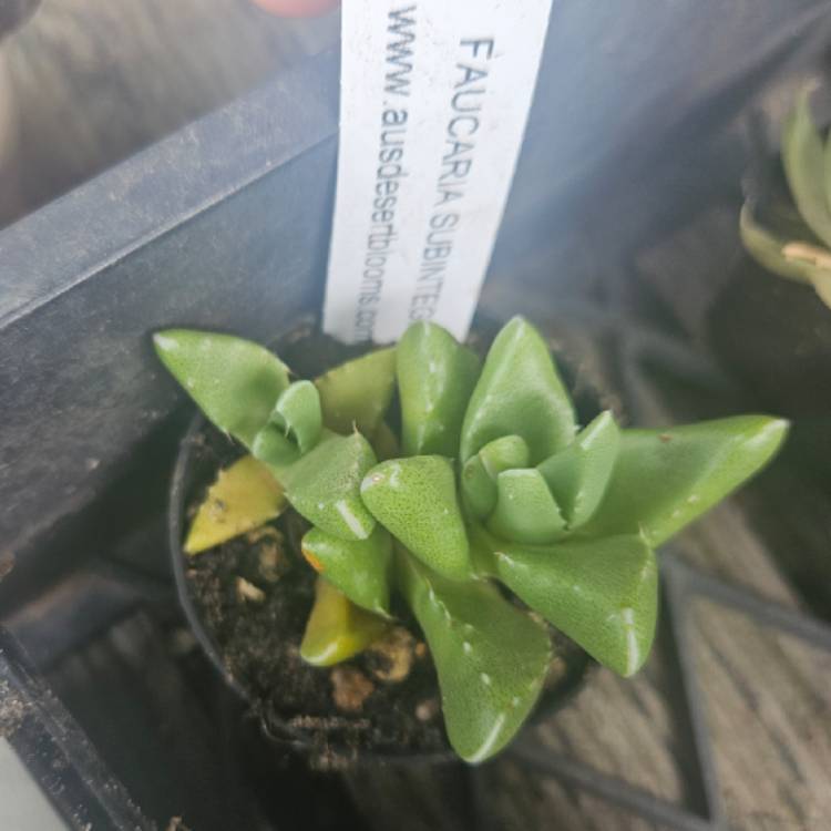 Plant image Faucaria Subintegra