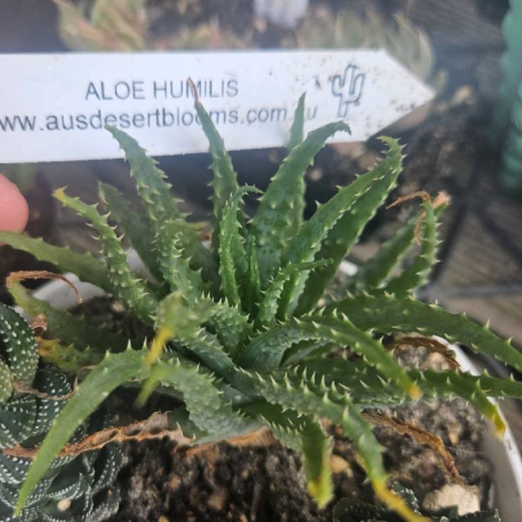 Plant image Aloe humilis