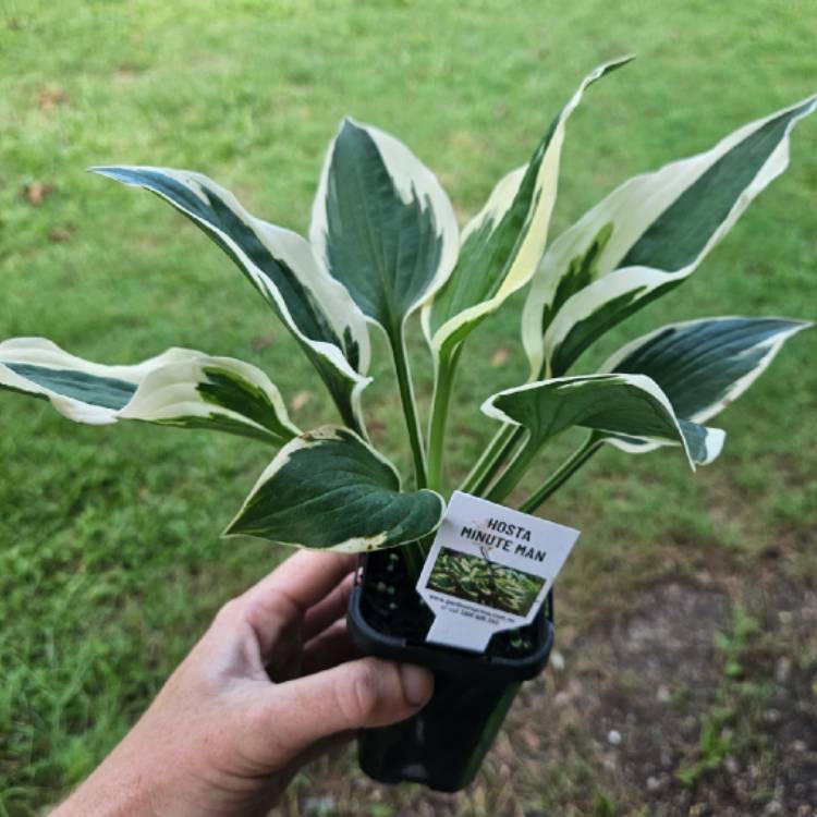 Plant image Hosta 'Minuteman'