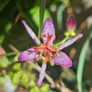 Tricyrtis formosana