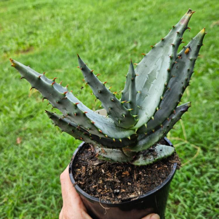 Plant image Aloe marlothii