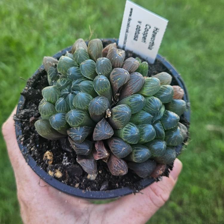 Plant image Haworthia cooperi var. 'Obtusa'