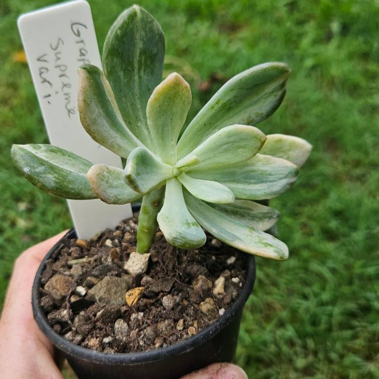 Plant image x Graptophytum  Supreme Verigated