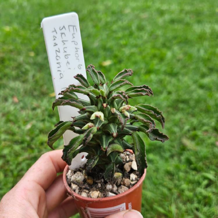 Plant image Euphorbia schubei 'Tanzania Red'