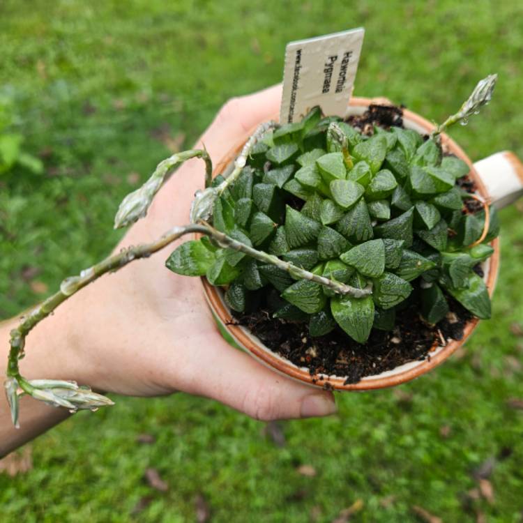 Plant image Haworthia pygmaea