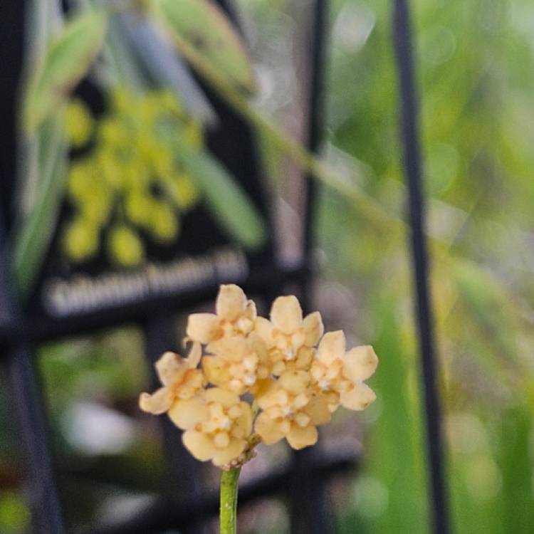 Plant image Hoya tsangii Albomarginata