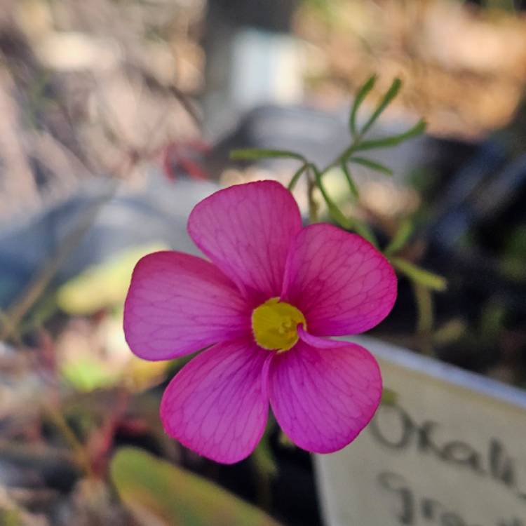 Plant image Oxalis versicolor