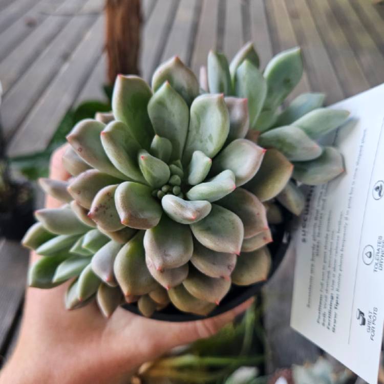 Plant image xGraptoveria Orange Sherbet