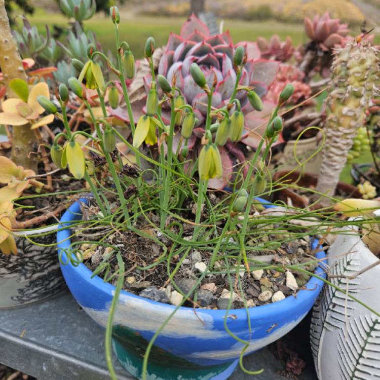 Plant image Albuca Spiralis 