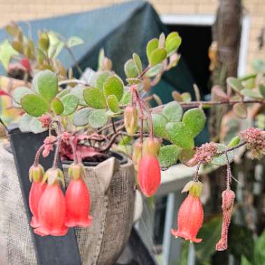 Kalanchoe uniflora 'Freedom Bells'