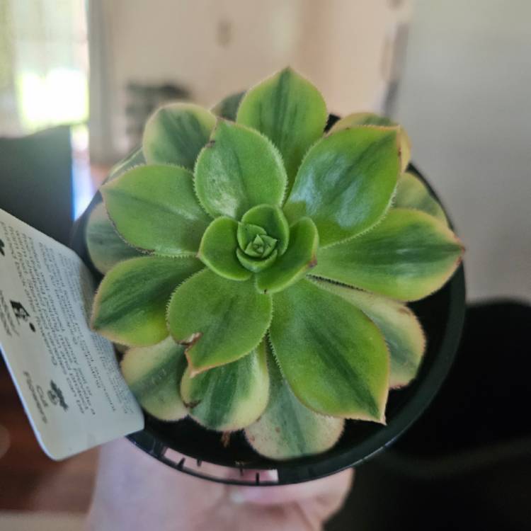 Plant image Aeonium Decorum