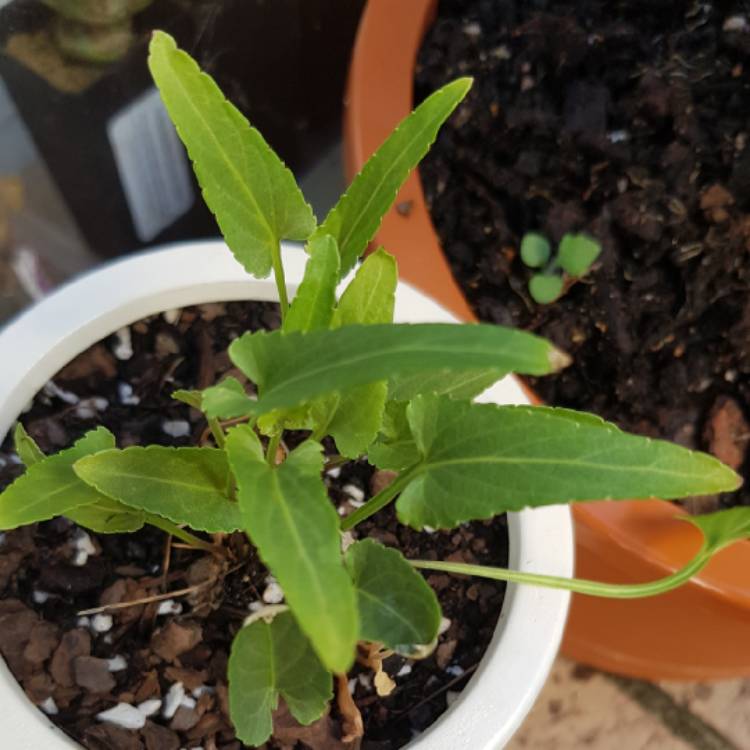 Plant image Viola betonicifolia