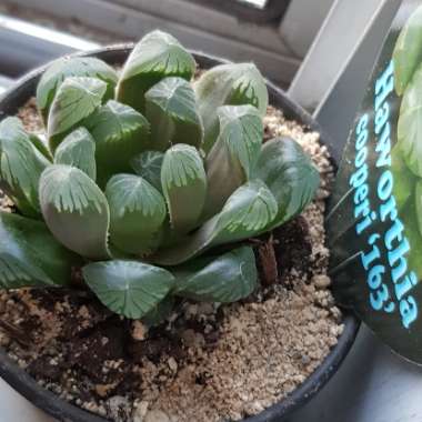 Haworthia Cooperi