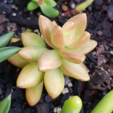 Sedum Adolphi