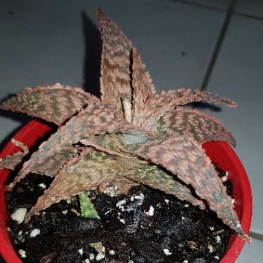 Aloe ‘Wrasse'