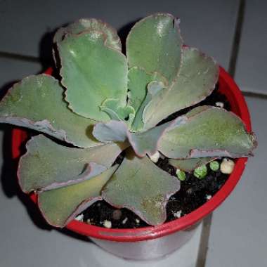 Echeveria Dick's Pink