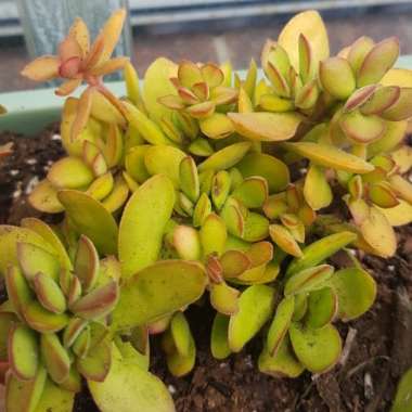 Crassula Swaziensis