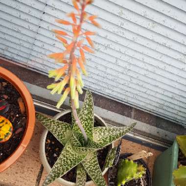 x Gasteraloe 'Aveo'