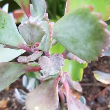 Kalanchoe Pumila