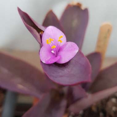 Tradescantia pallida