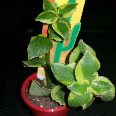 Crassula Sarmentosa Variegata