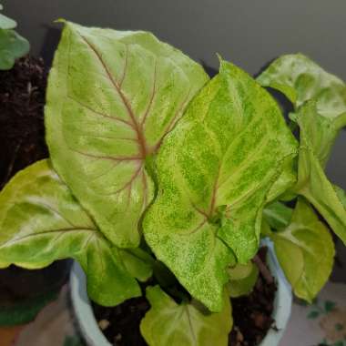 Syngonium Podophyllum Golden