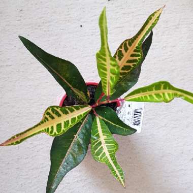 Codiaeum variegatum 'Oakleaf'