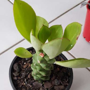 Euphorbia ritchiei Syn. Monadenium ritchiei