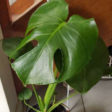 Monstera deliciosa