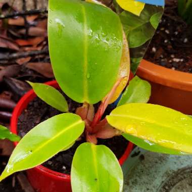 Philodendron 'Imperial Red' syn. Philodendron erubescens 'Imperial Red'