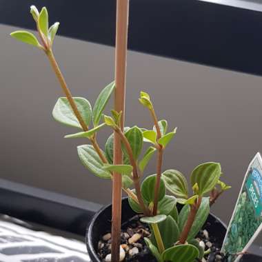 Peperomia puteolata