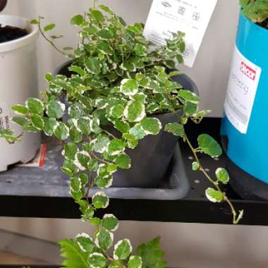 Ficus Pumila 'White Sunny'