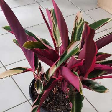 Stromanthe sanguinea 'Triostar'