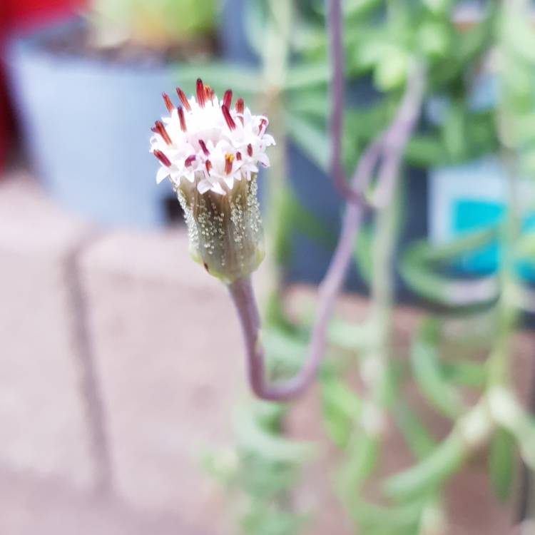 Plant image Senecio radicans