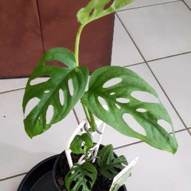 Monstera adansonii