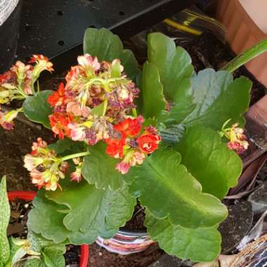 Kalanchoe blossfeldiana 'Double Flower Variety'